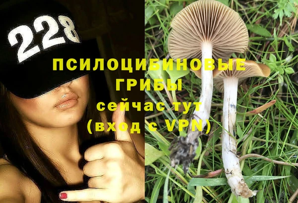 сатива Абинск